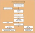 /album/galeria-de-fotos-pagina-inicial2/fases-de-produ%c3%a7%c3%a3o-enxertos-jpg1/